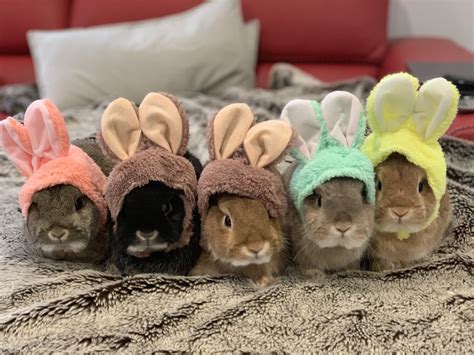 reddit rabbits|why are bunnies cute reddit.